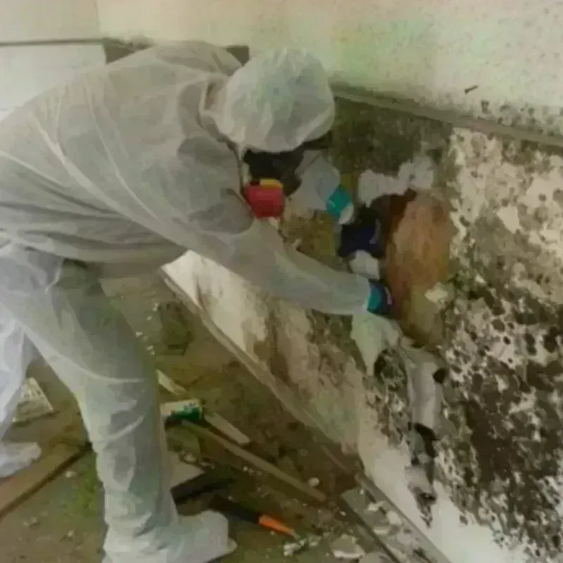 Mold Remediation and Removal in Mills County, TX